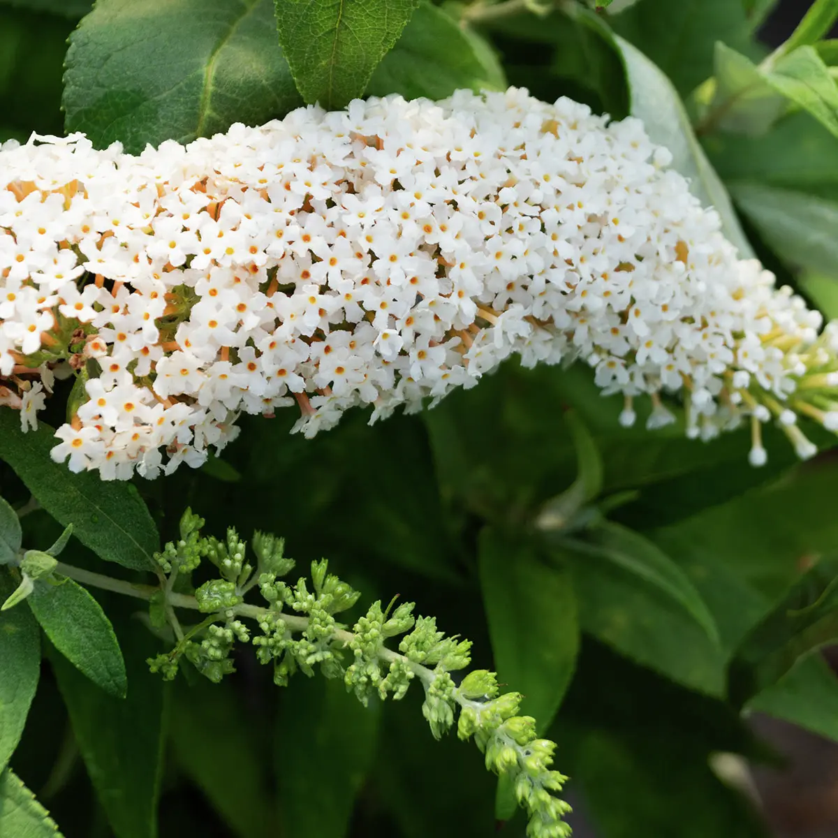 Zwerg-Schmetterlingsflieder Butterfly Candy® Little White
