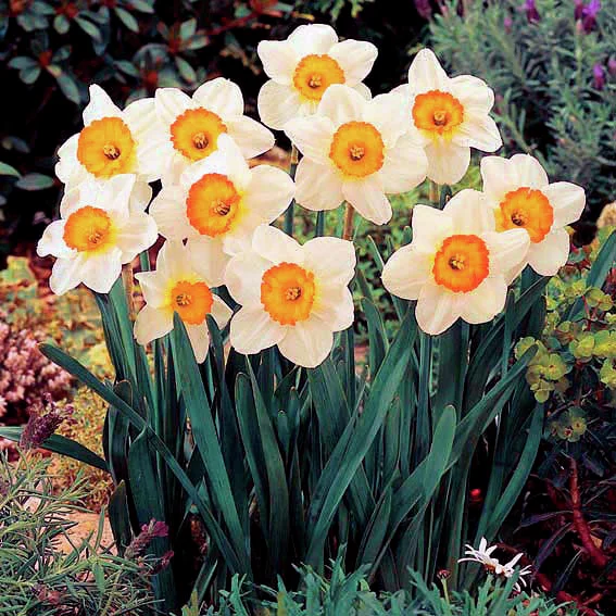 Narzisse Flower Record