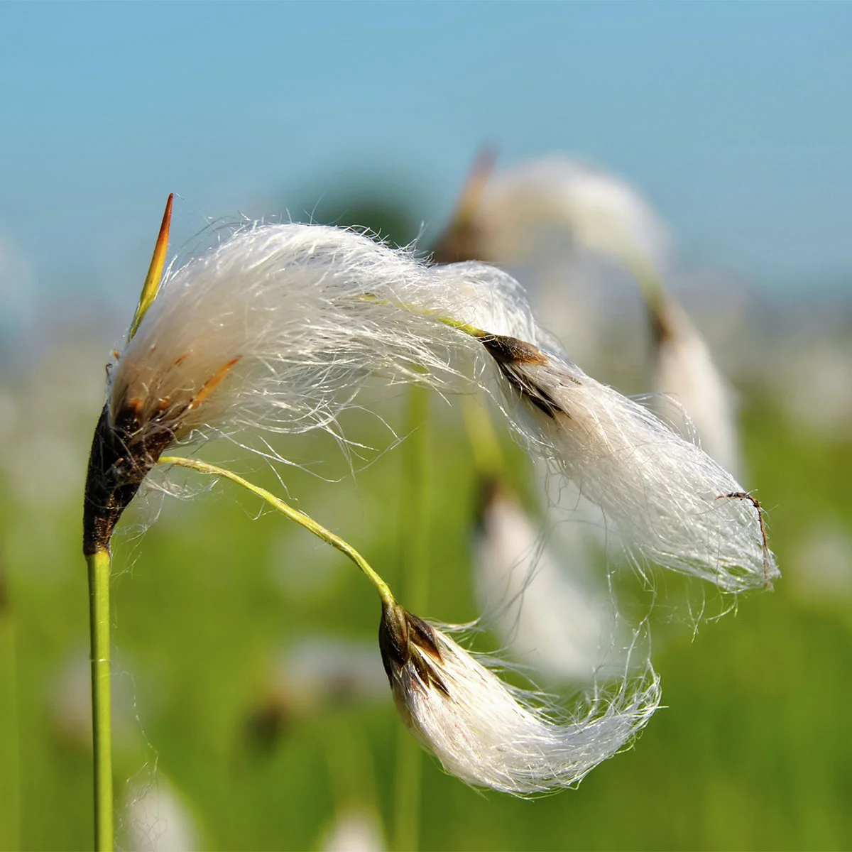 Schmalblättriges Wollgras