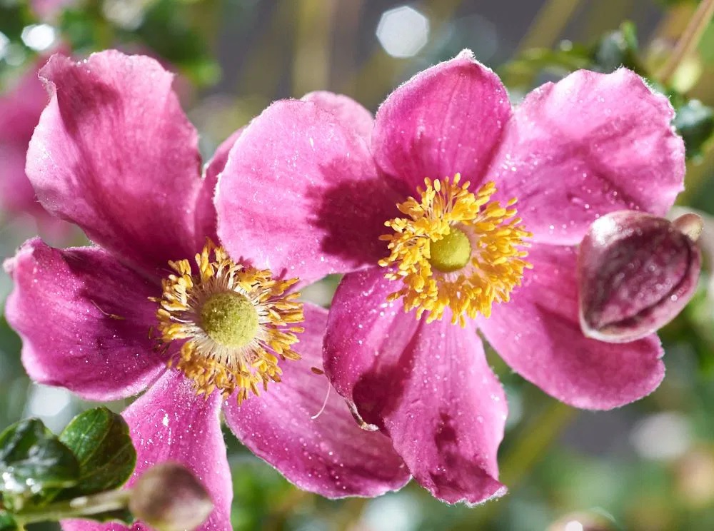 Herbst Anemone Splendens