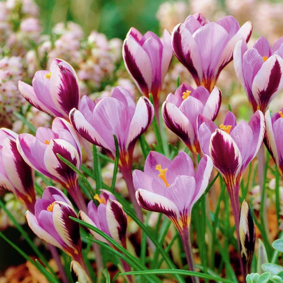 Zwerg-Wildkrokus