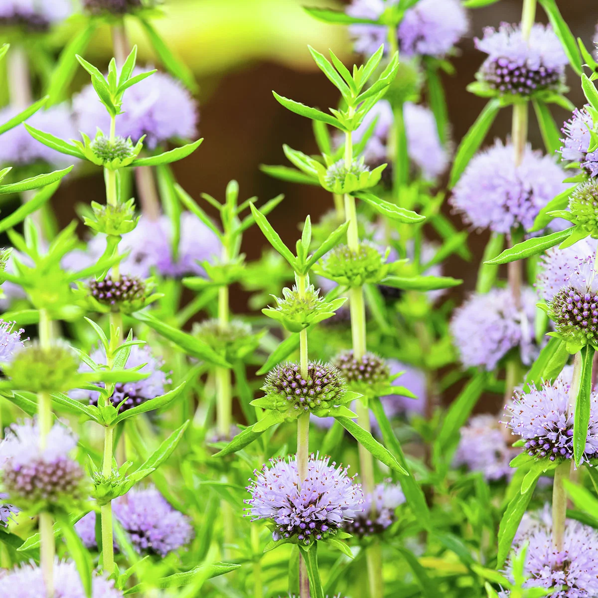 Englische Wasserminze, violett