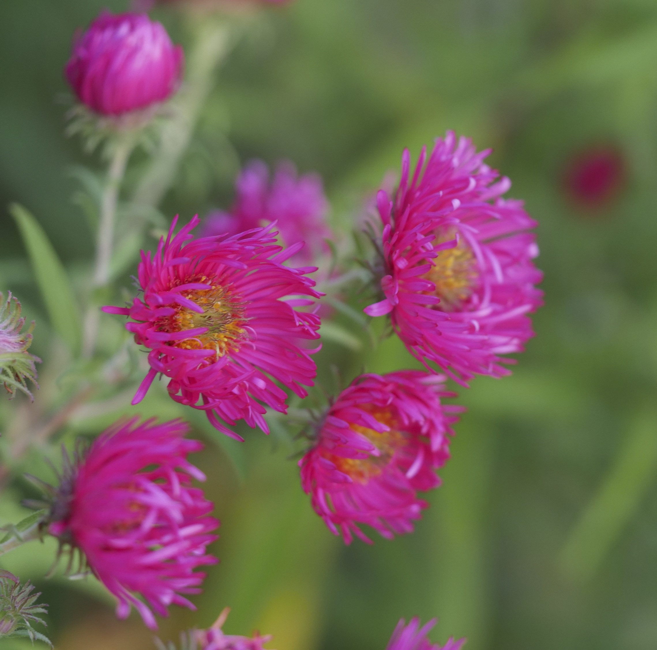 Raublatt Aster Alma Pötschke