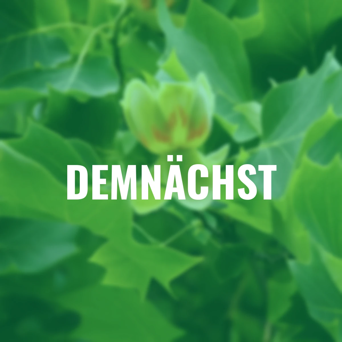 Echter Tulpenbaumsamen