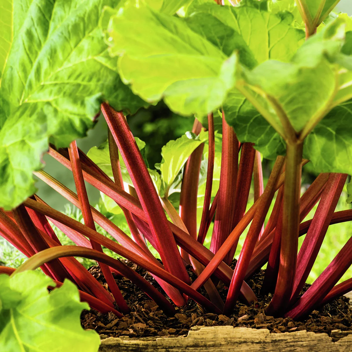 Rhabarberpflanze Elmsblitz