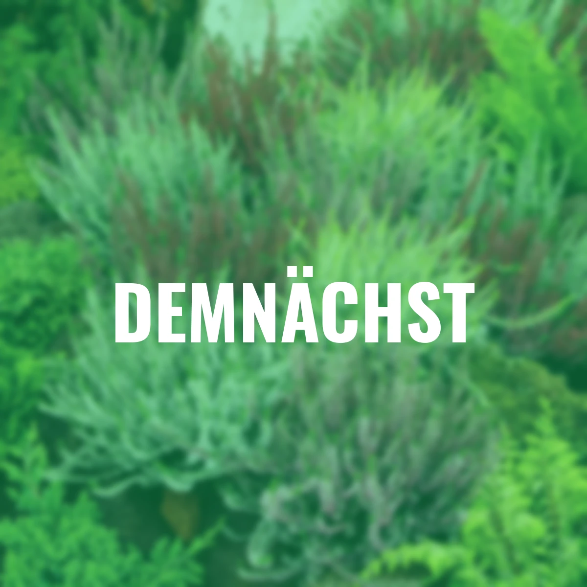 Set Knospenheide Gardengirls®, 8er-Set