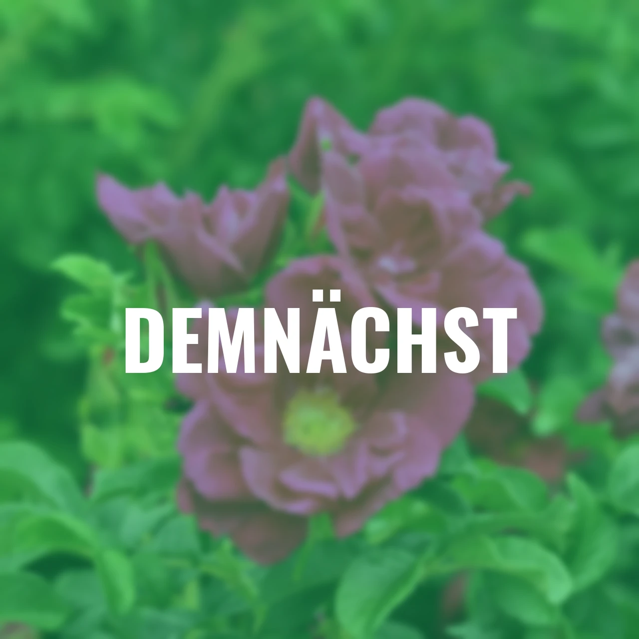 Duftrose Purple™ Aurora®, wurzelverpackt