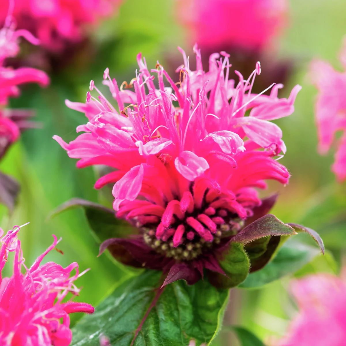 Indianernessel, rosa