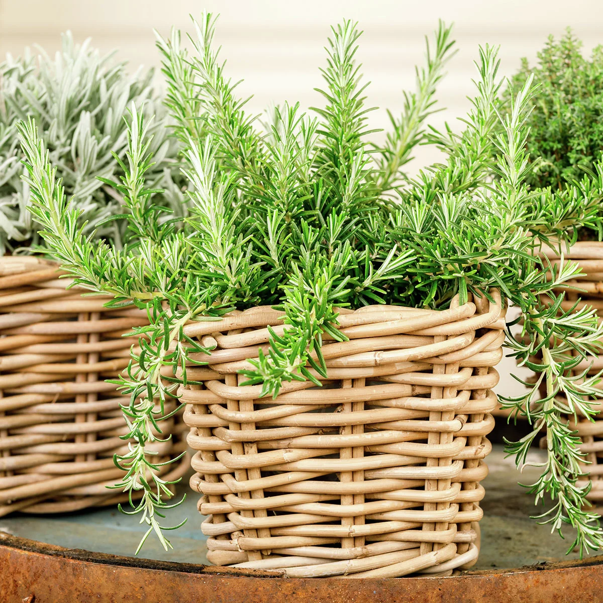 Eataliano Kriechender Rosmarin