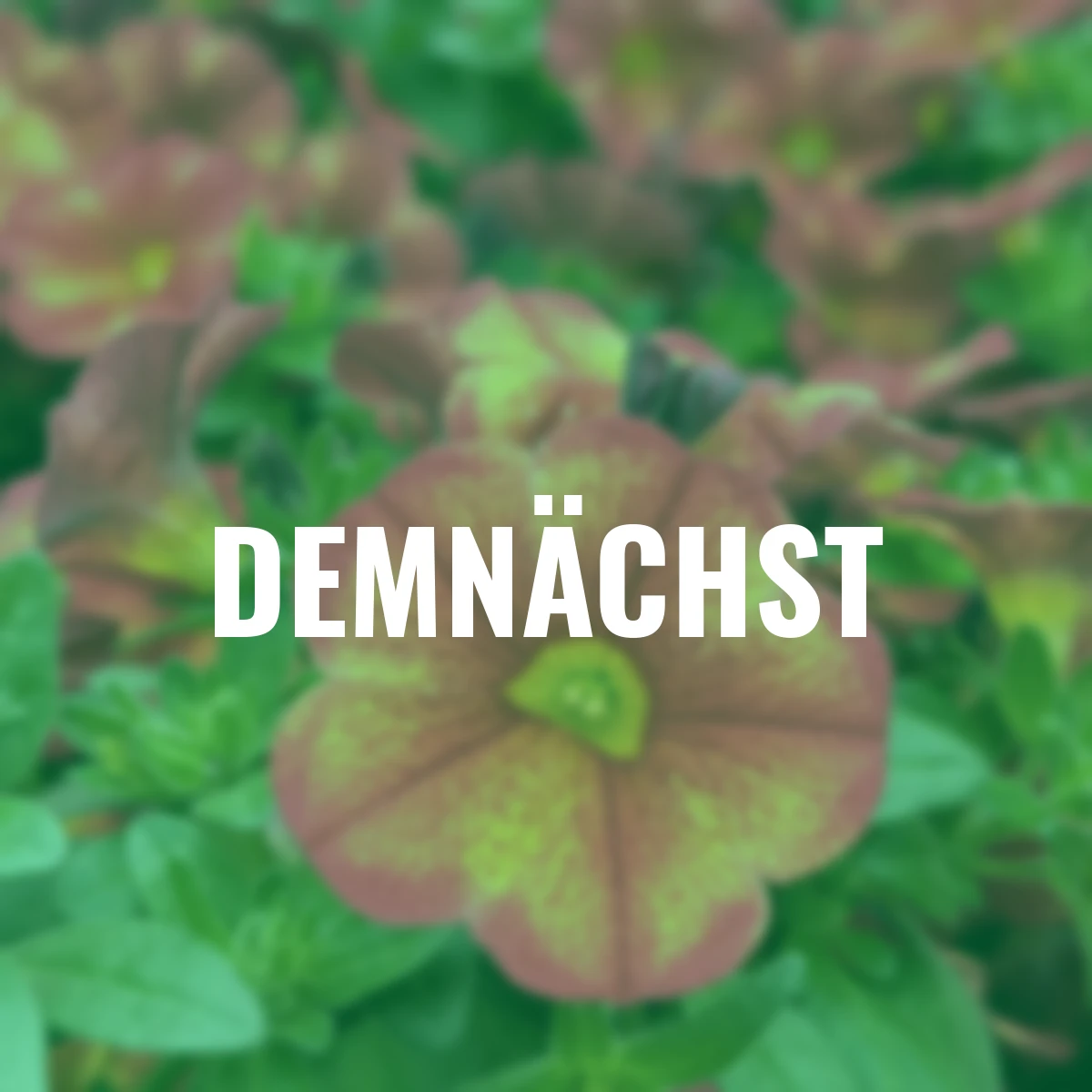 Zauberglöckchen Bakari®