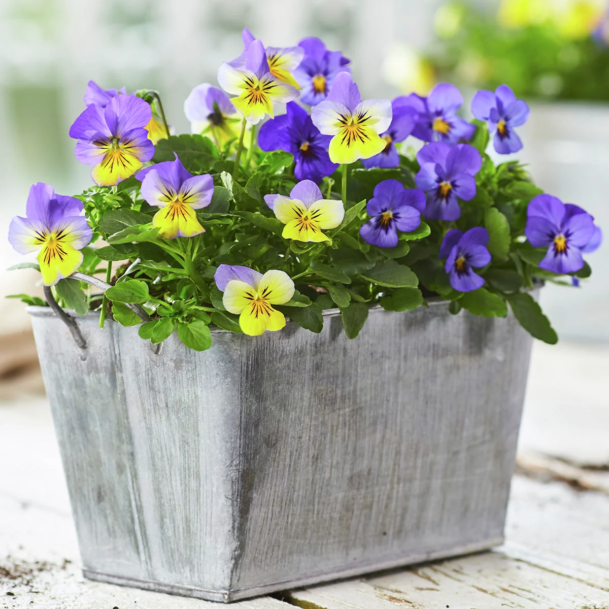 Mini-Hornveilchen Ice Babies® Blue with Yellow