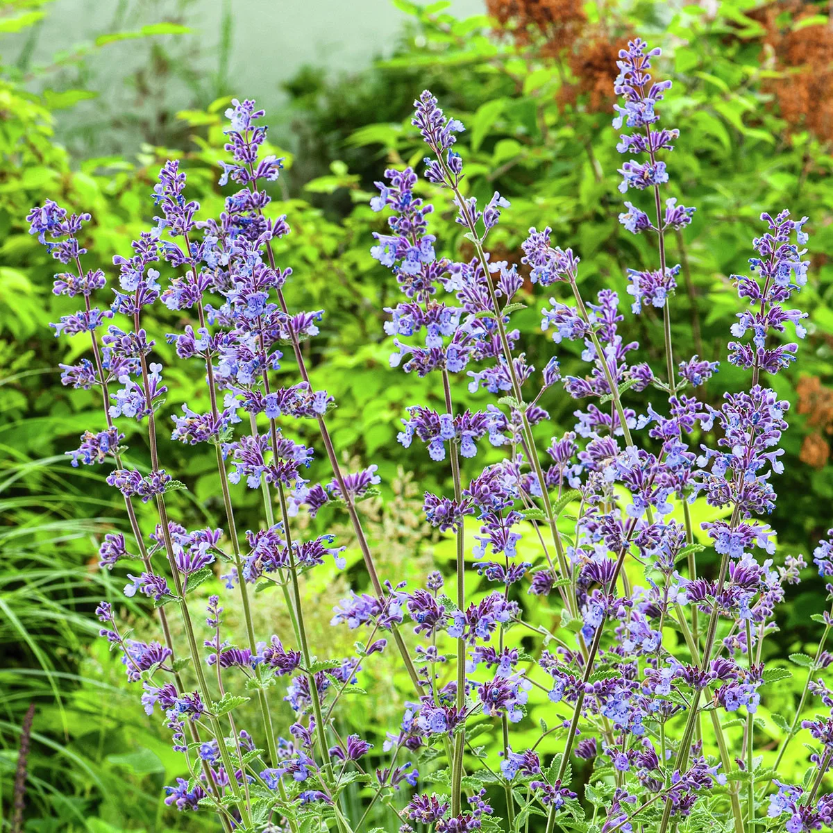 Hohe Katzenminze Six Hills Giant