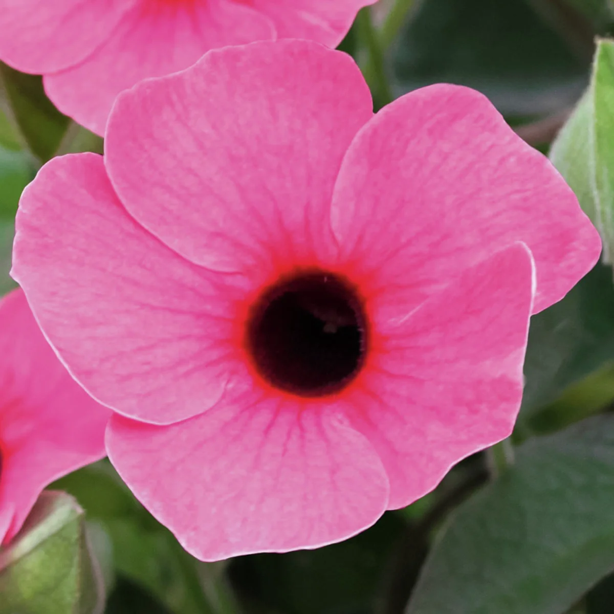 Schwarzäugige Susanne, pink