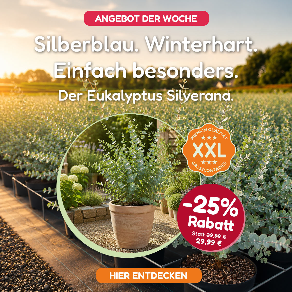 Sommerblumen