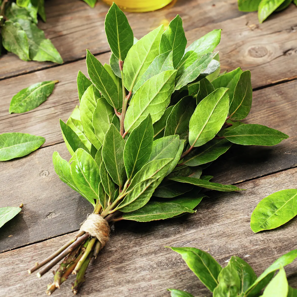 Kräuterpflanze Echter Gewürz -Lorbeer