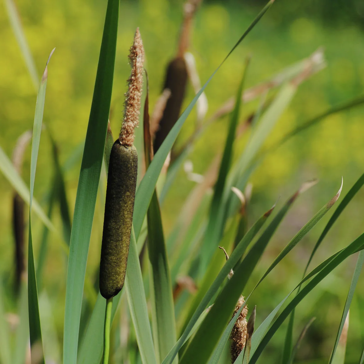 Schmalblättriger Rohrkolben, im ca. 9 cm-Topf