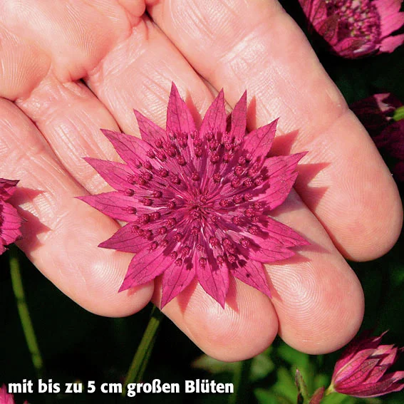 Sterndolde Venice(R)