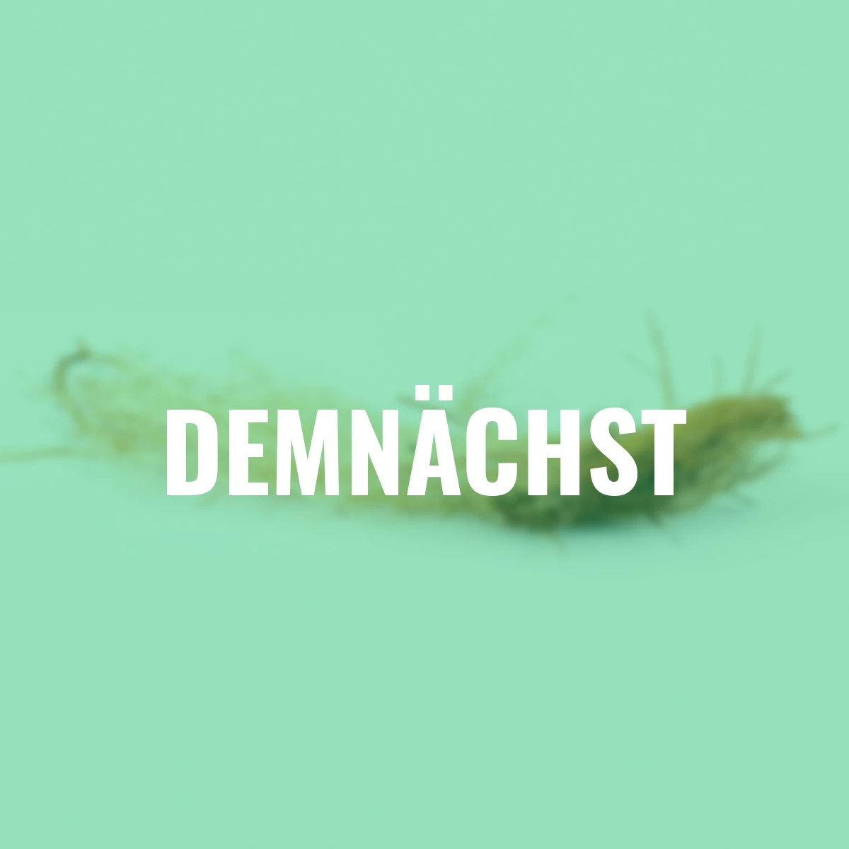 Schwertlilie Colonel Mustard