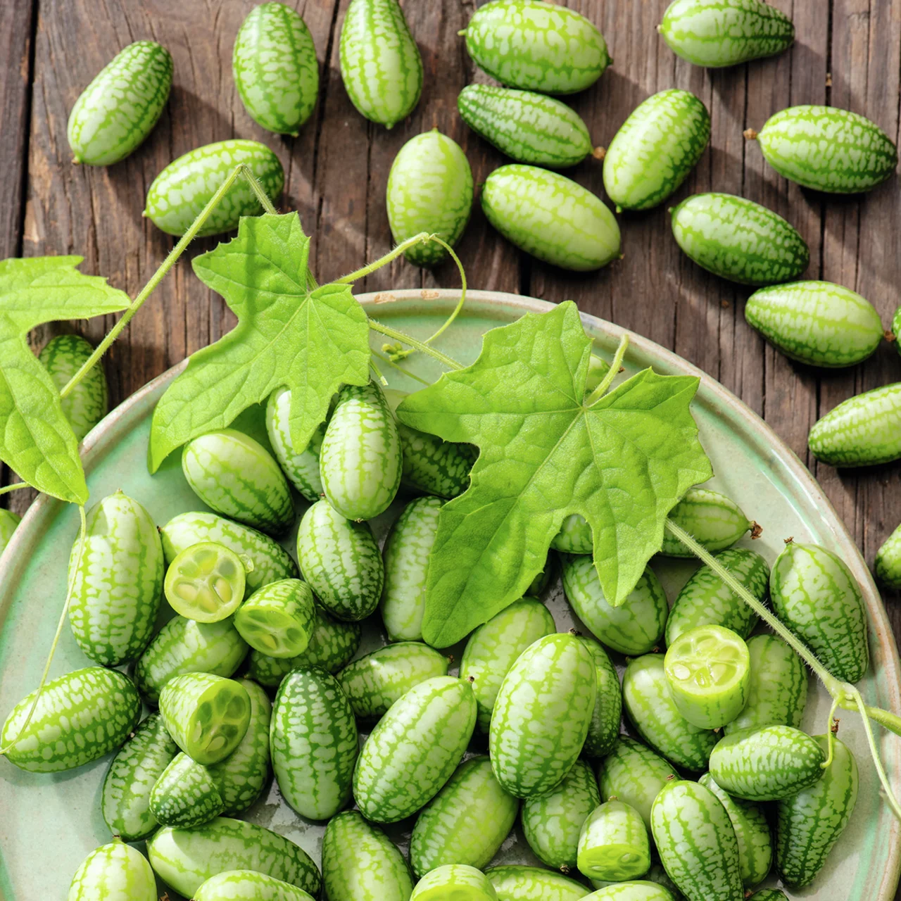 Gurkenpflanze Mexikanische Minigurke