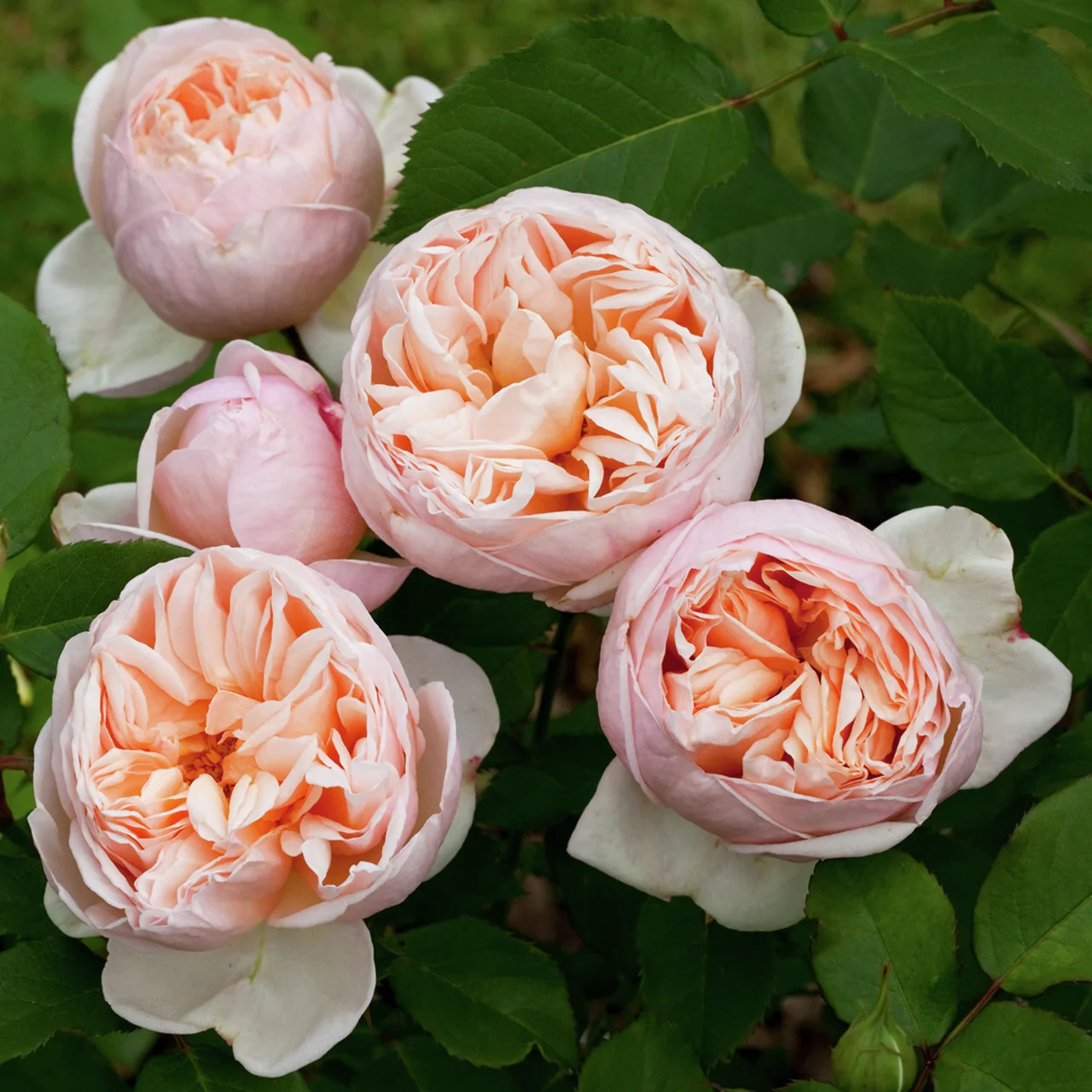 Edelrose Alexandrine®, wurzelverpackt