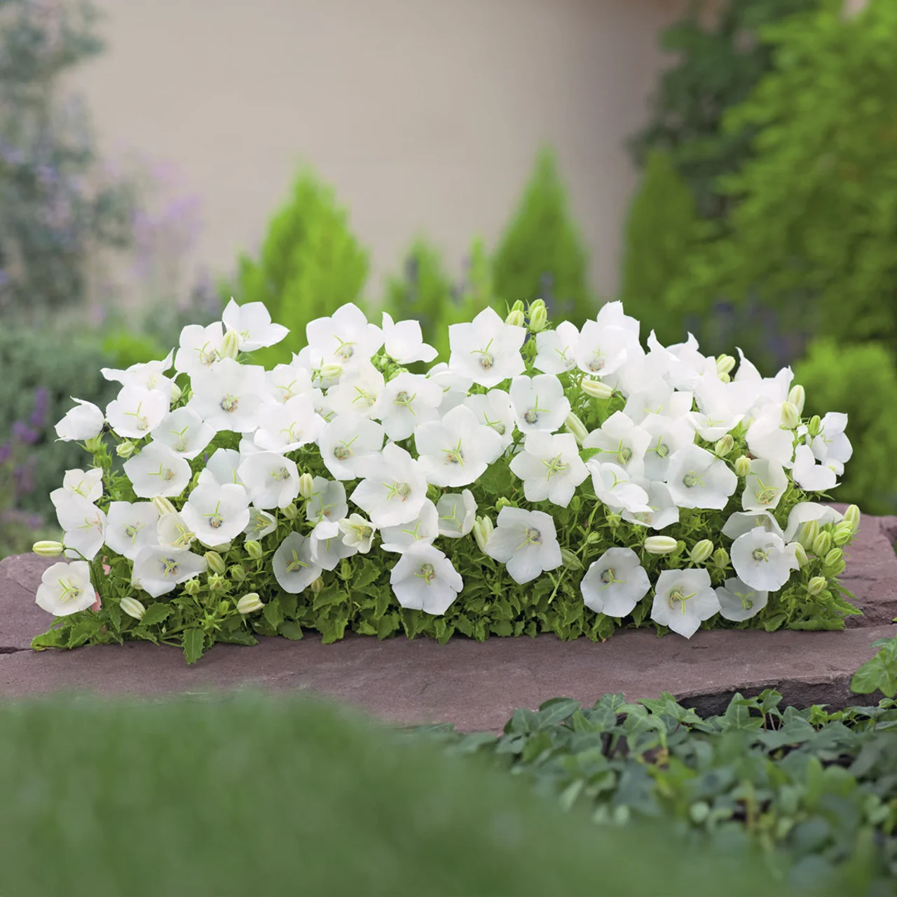 Karpaten-Glockenblume, weiß