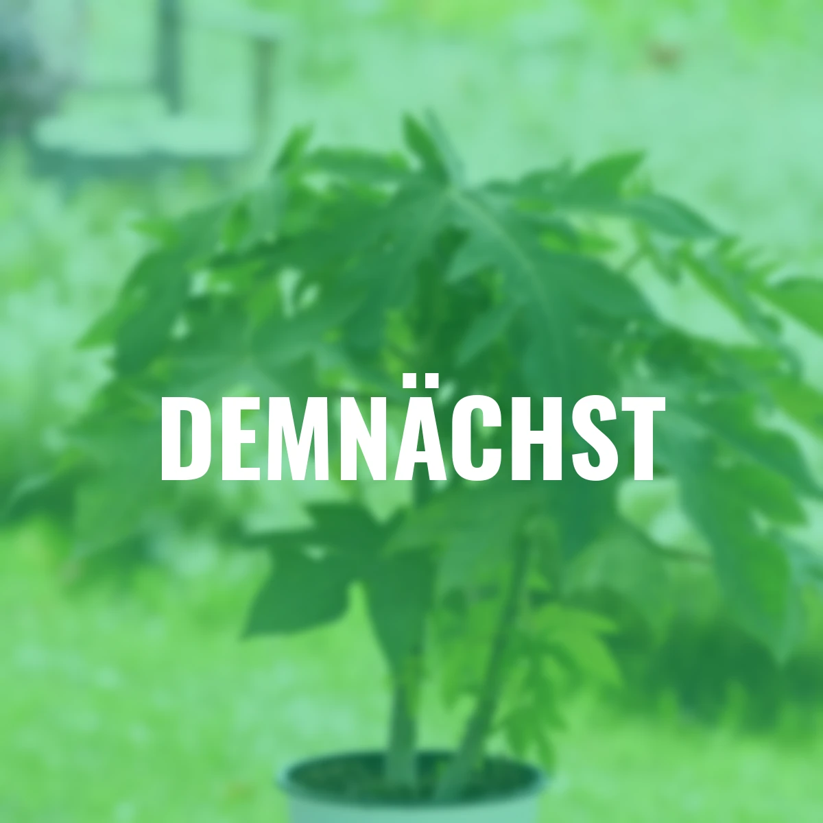 Echte Papaya Sunnybees, Höhe ca. 80-100 cm