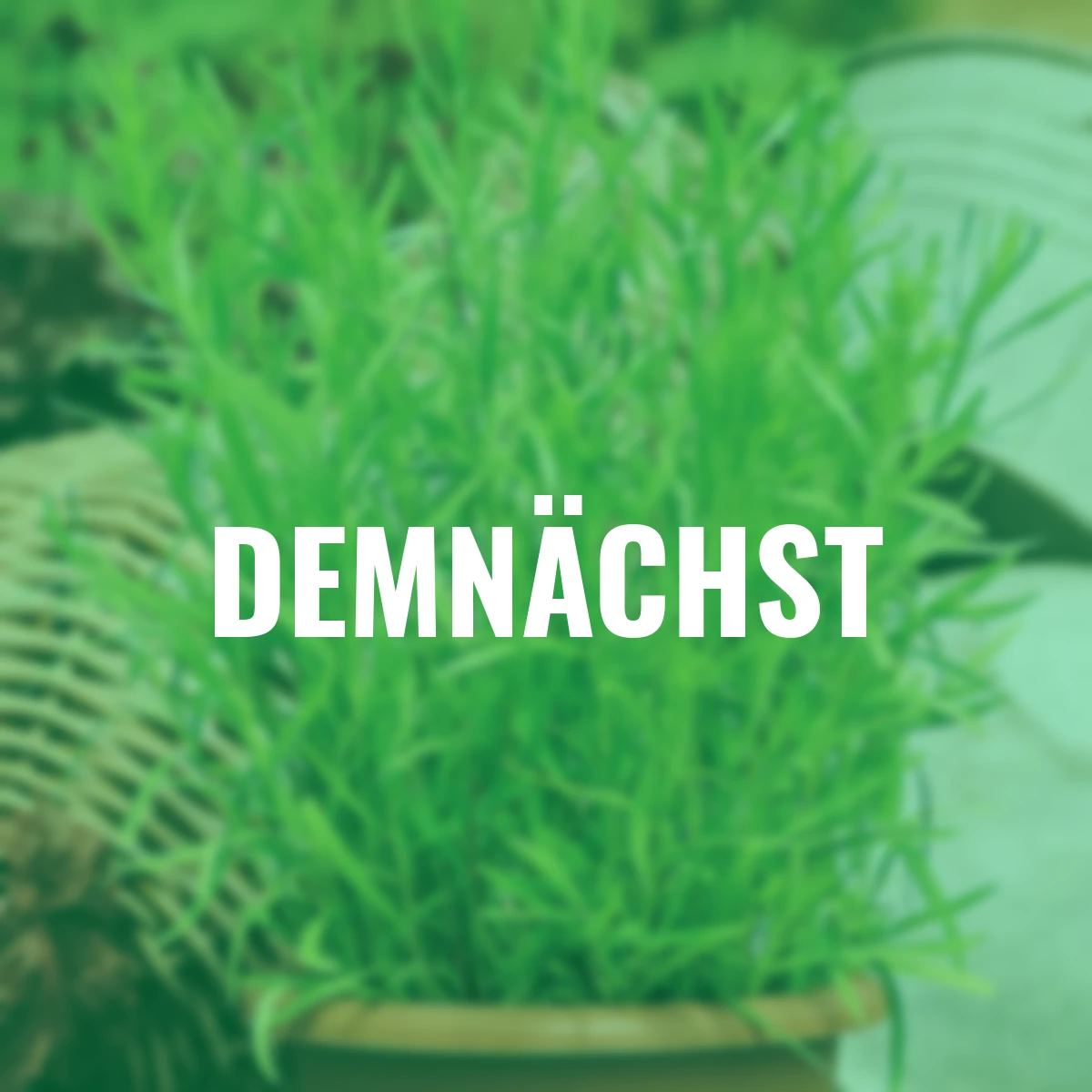 Küchenkräuterpflanze Estragon Pfefferkorn, im ca. 12 cm-Topf