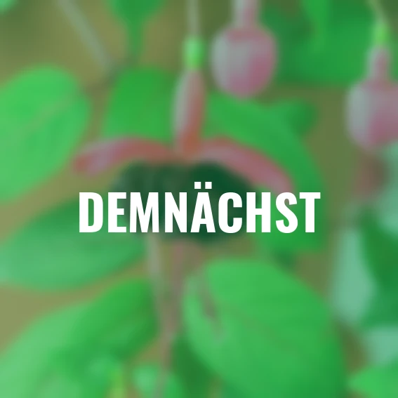 Giant-Fuchsie Blacky Midnight