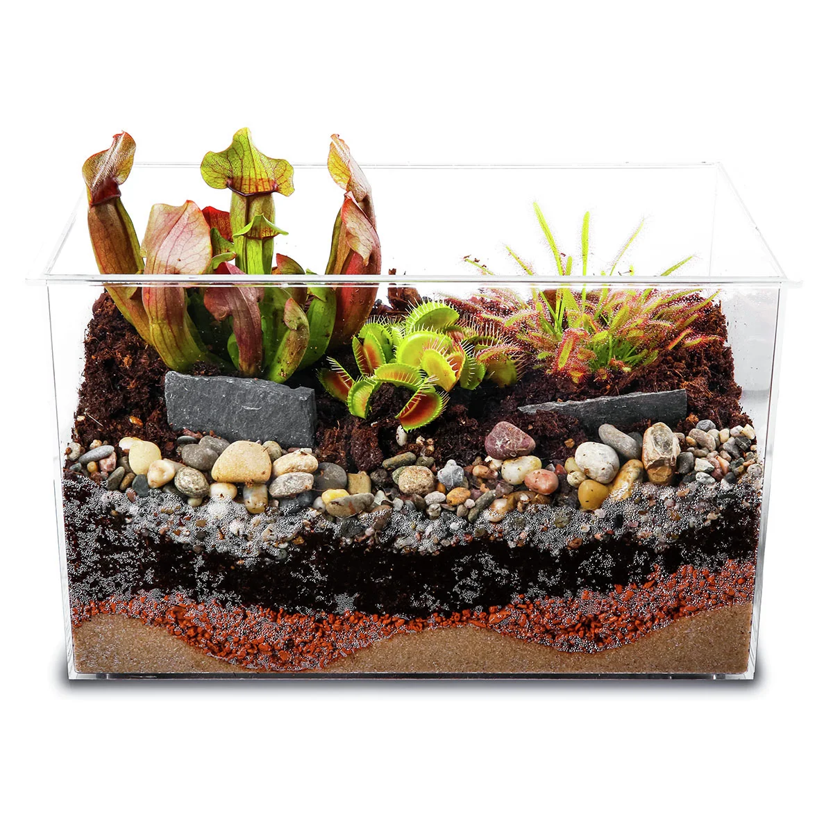 Pflanzenterrarium Fleischfresser Komplett-Set