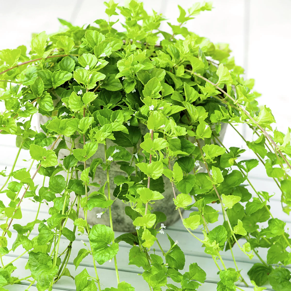 Hänge-Minze Indian Mint®