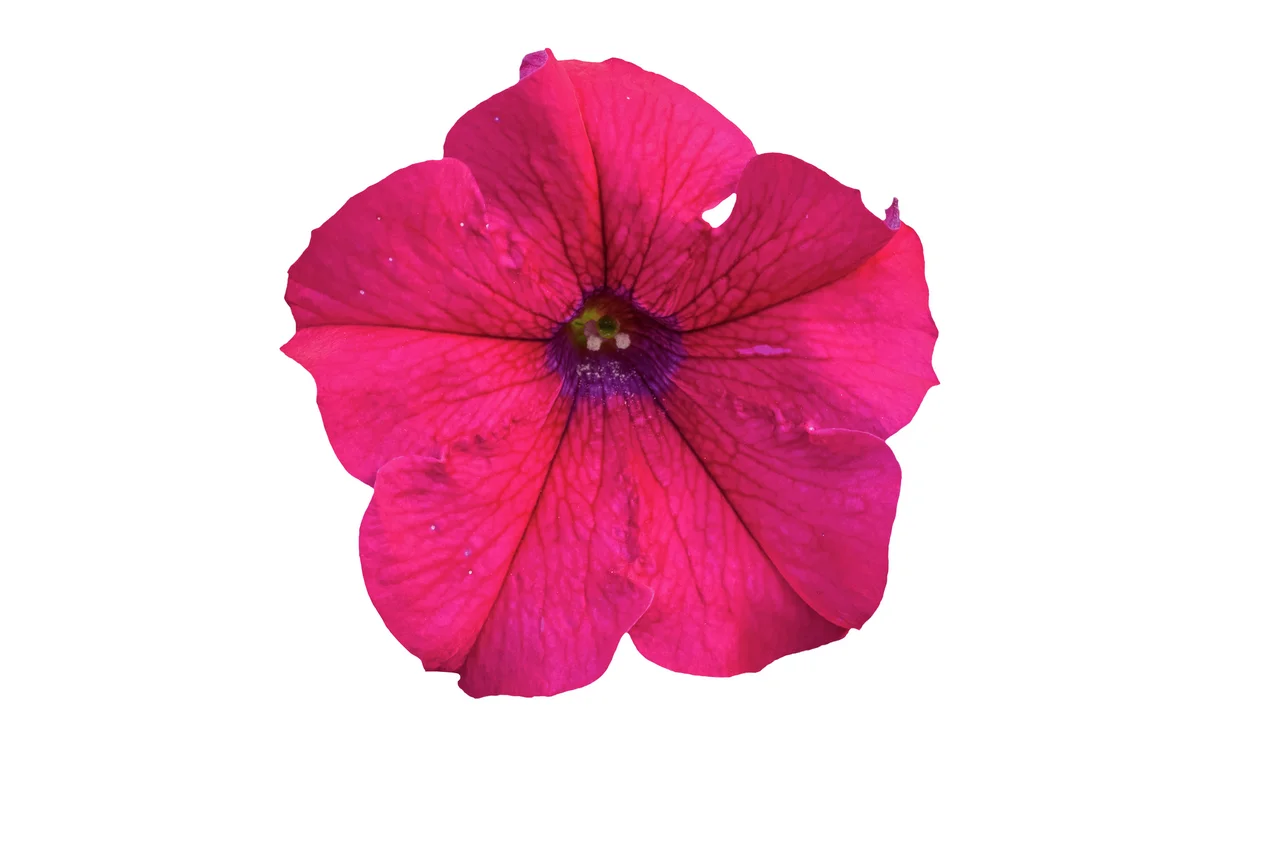 Riesenhängepetunie AlpeTunia® Hot Pink