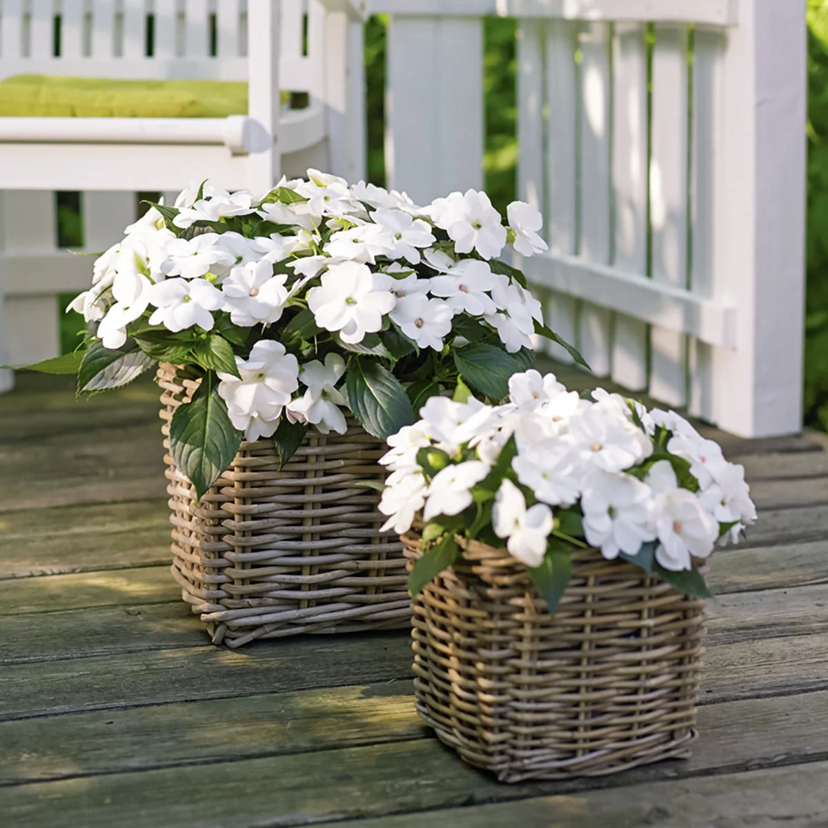 Fleißiges-Lieschen Sunpations™ White