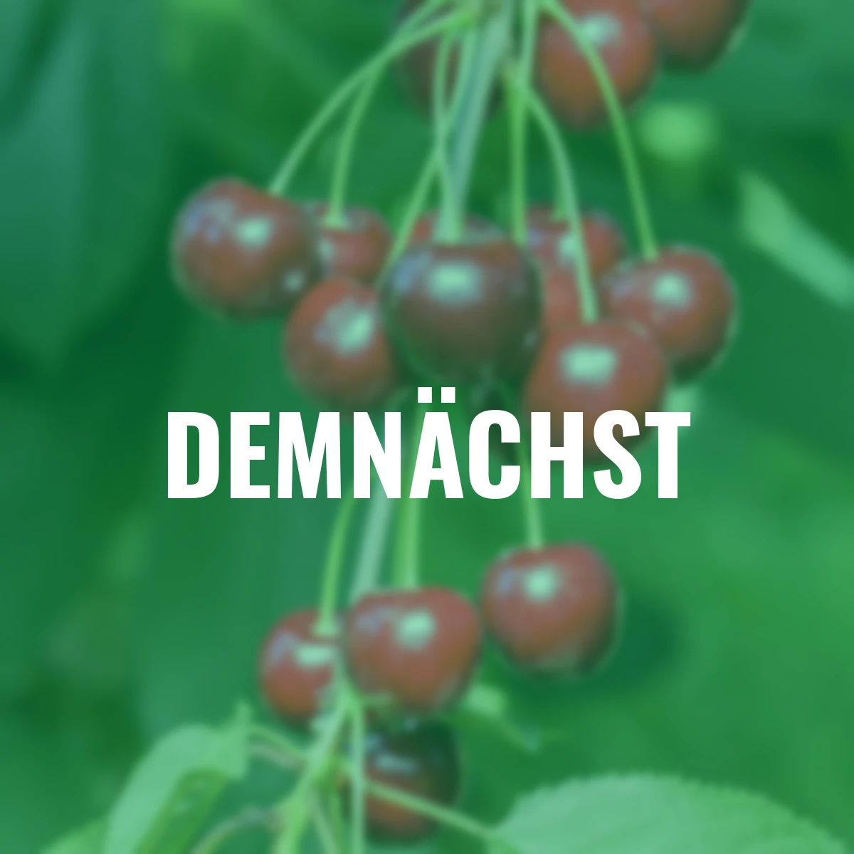 Hedelfingers Riesenkirsche