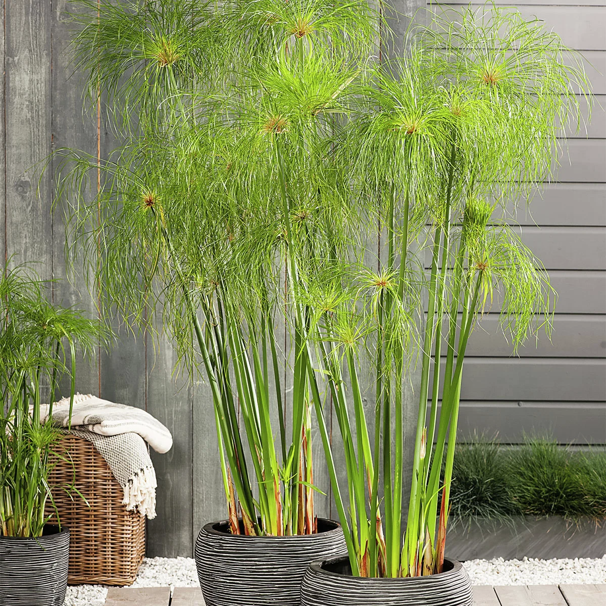 Papyrusgras Nofretete, Höhe ca. 30-40  cm