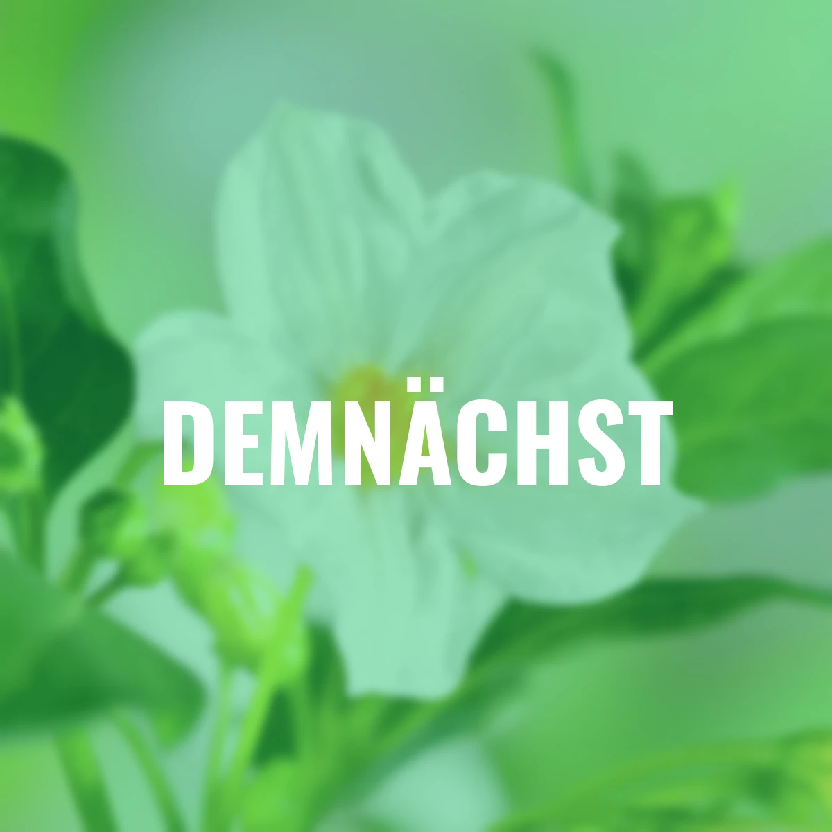 Enzian-Stamm, weiß