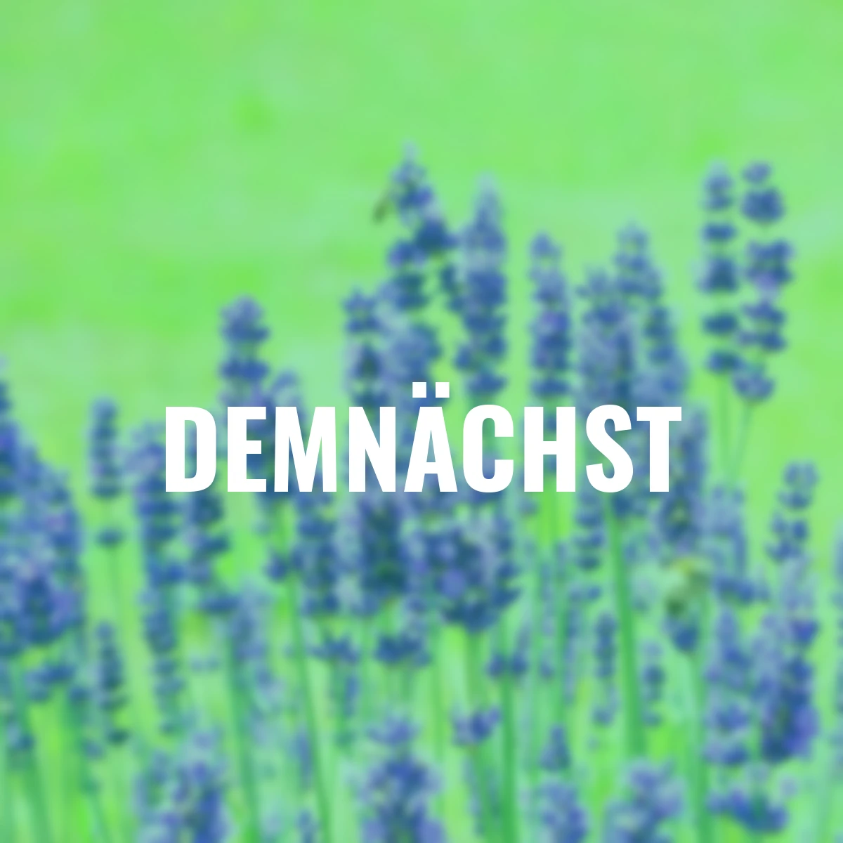 Lavendel, im ca. 13 cm-Topf