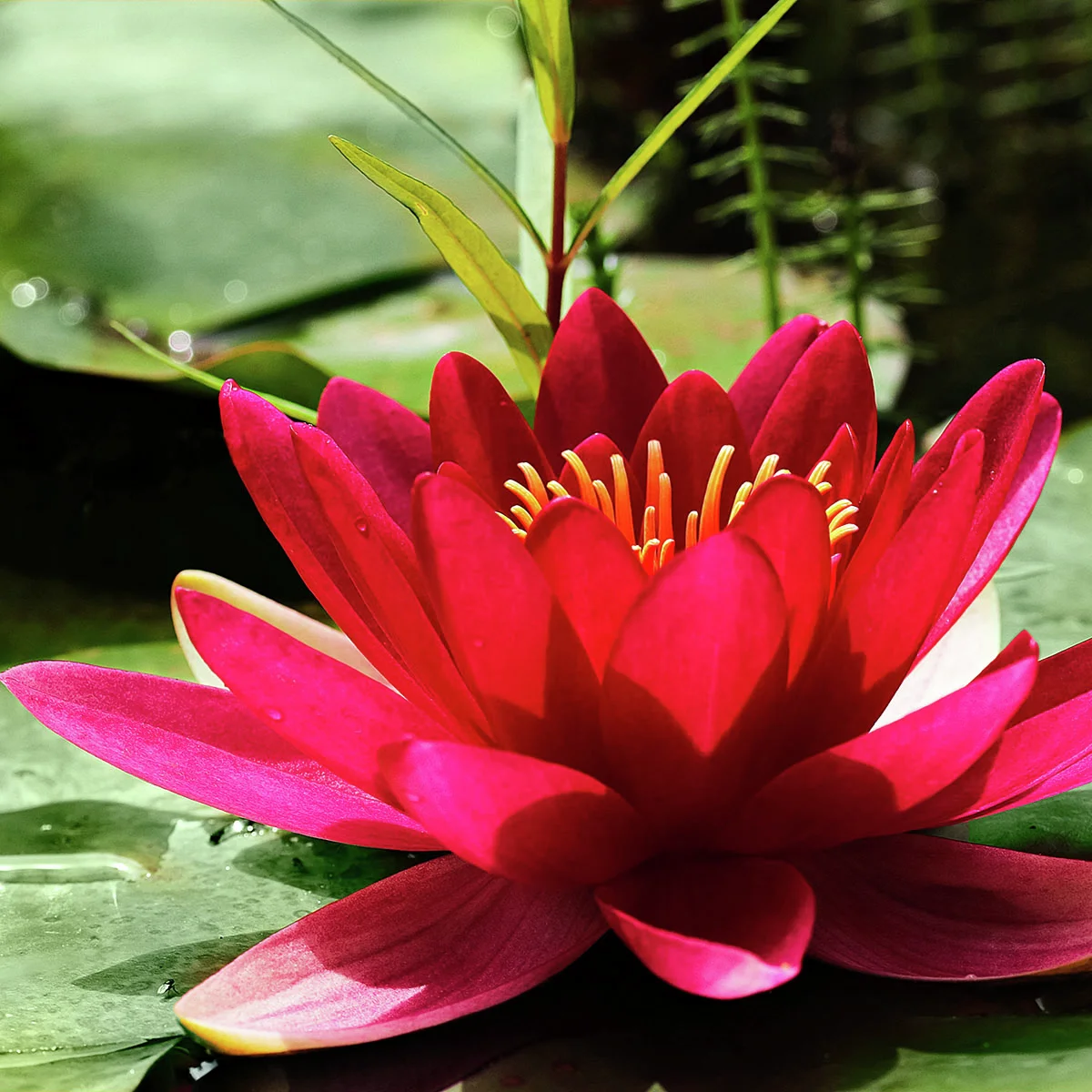 Seerose James Brydon, rot