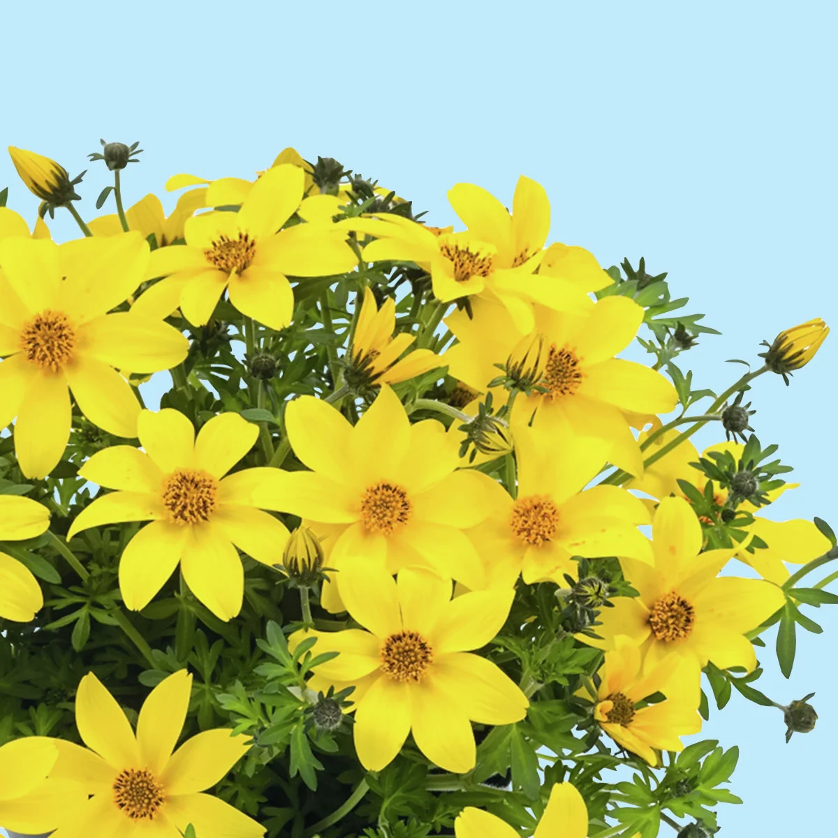 Bidens Goldmarie, gelb