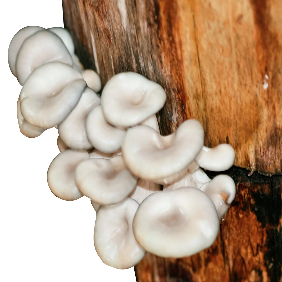 Dübel-Pilzkultur-Set Austernpilze