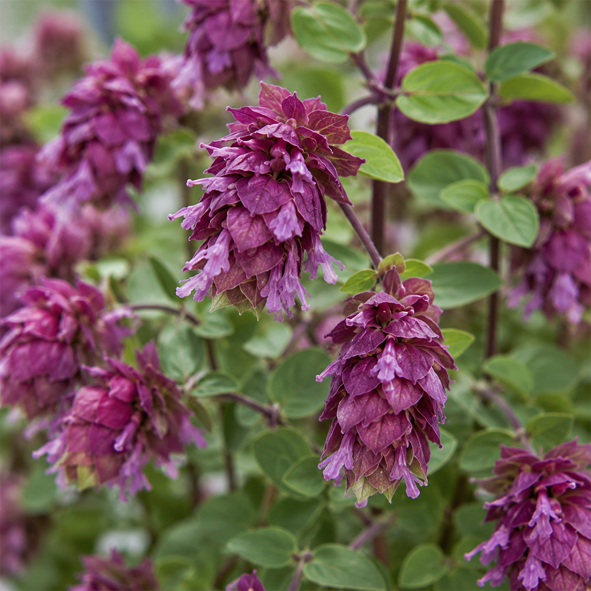 Pinker Hopfenoregano (Hopfen-Dost)