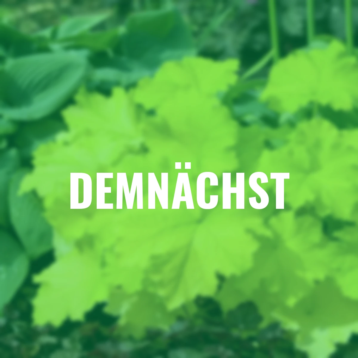 Purpurglöckchen Pistache