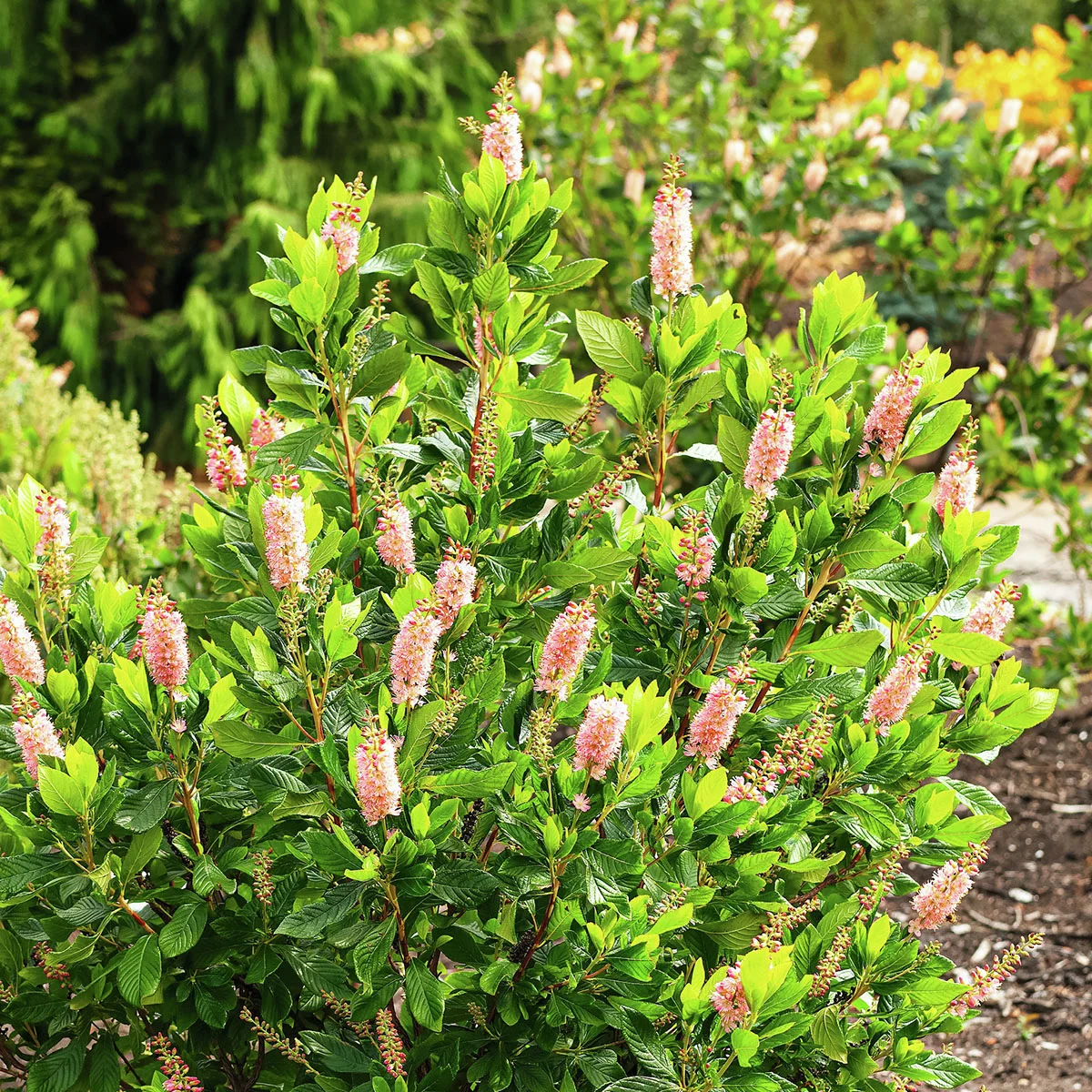 Scheinkerze Ruby Spice