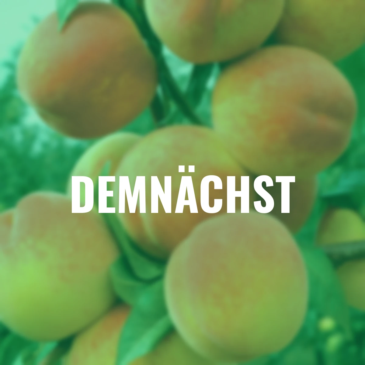 Pfirsich Kernechter vom Vorgebirge