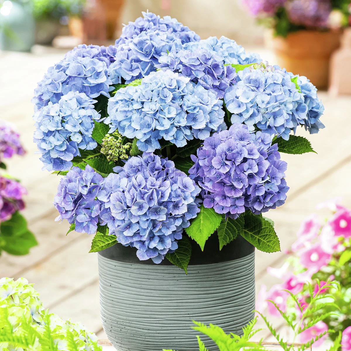 Blaue Ballhortensie