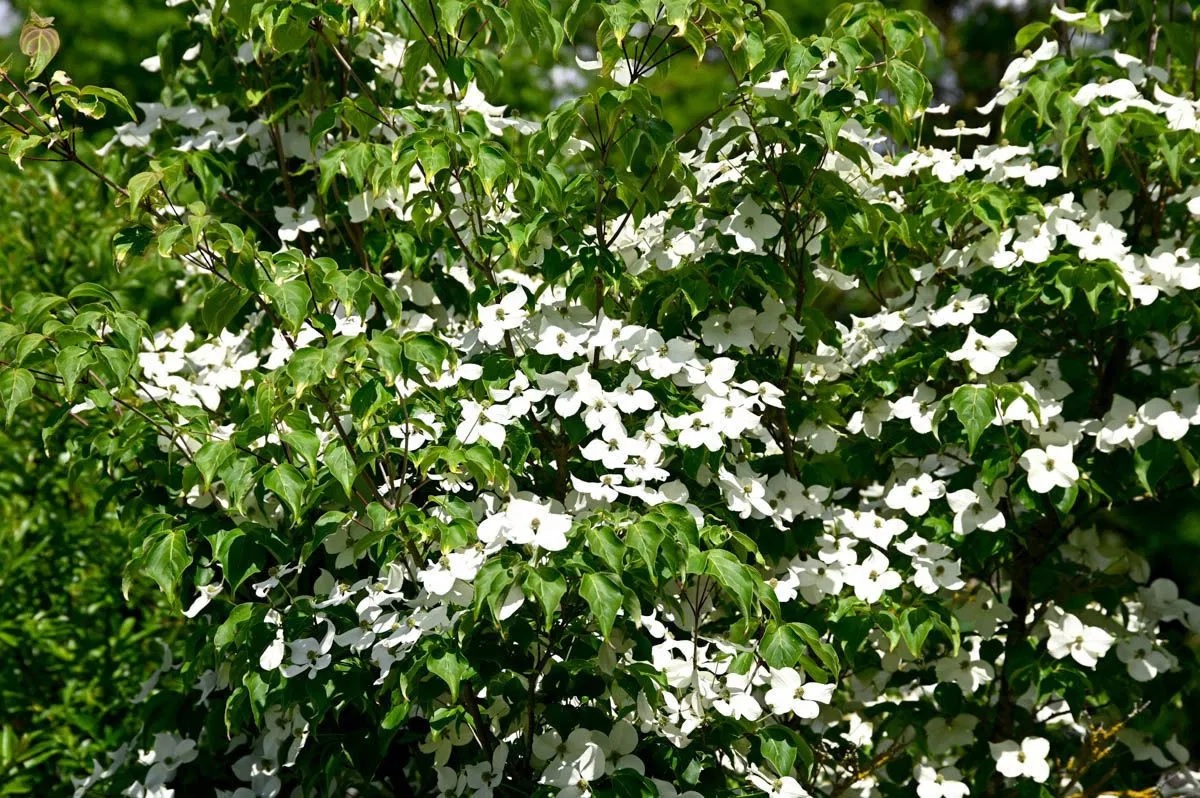 Chinesischer Blumenhartriegel