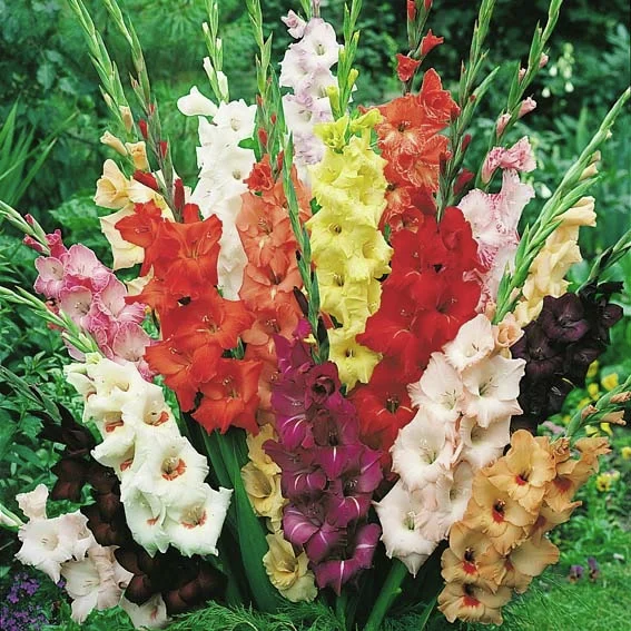 Gladiolen Spitzenklasse-Mischung, 8 Sorten