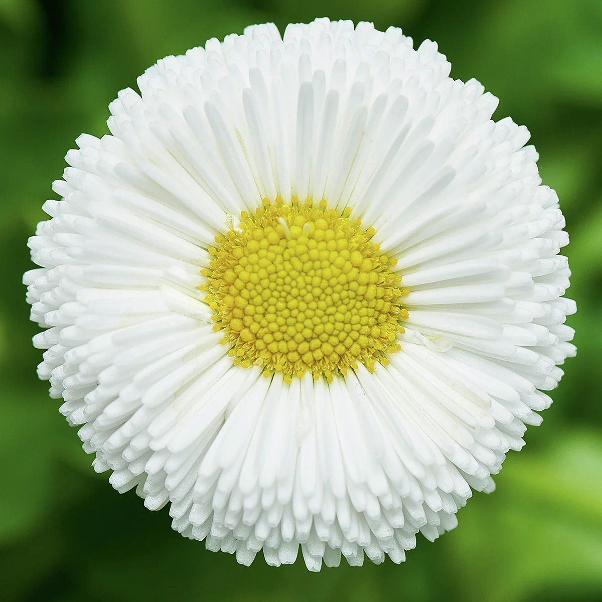 Gänseblümchen Beluga Compact White