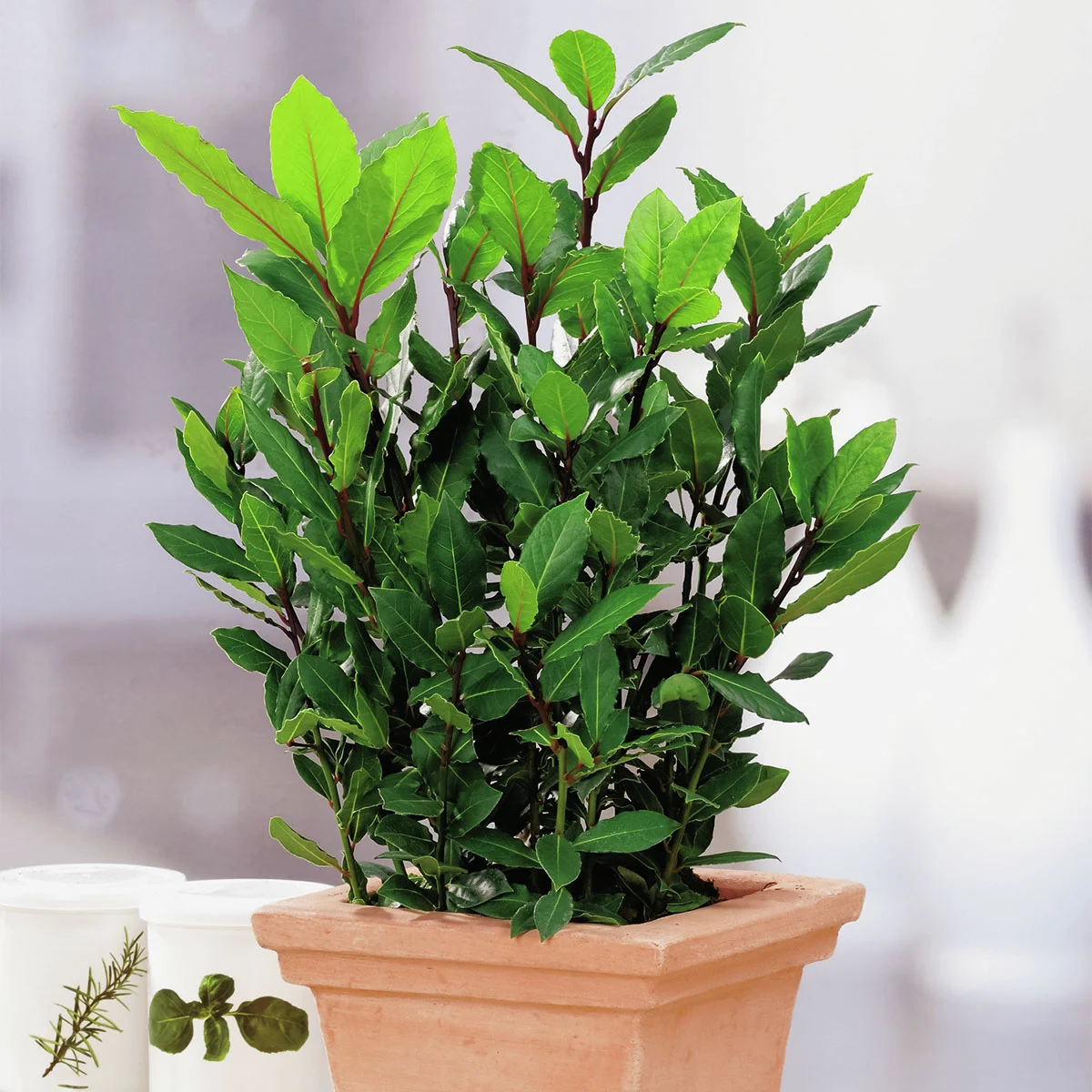 Kräuterpflanze Echter Gewürz -Lorbeer