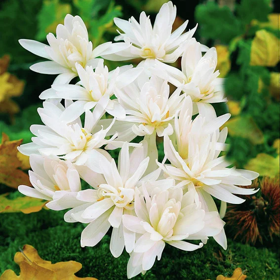 Herbst-Zeitlose Album Flora Plena, gefüllt
