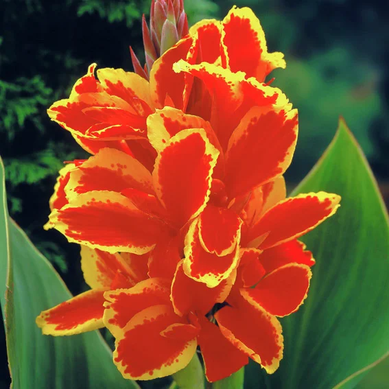 Canna Lucifer (Indisches Blumenrohr)